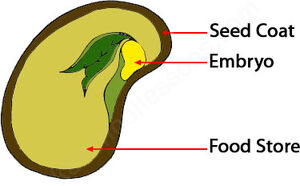 Germination-05-goog.jpg