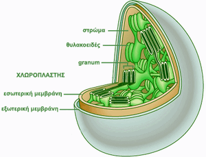 Chloroplast-01-goog.gif