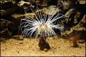 Ceriantharia