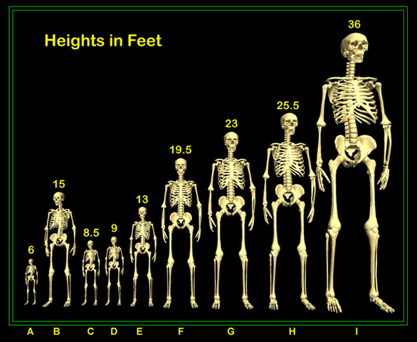 File:Giant Height Chart.png