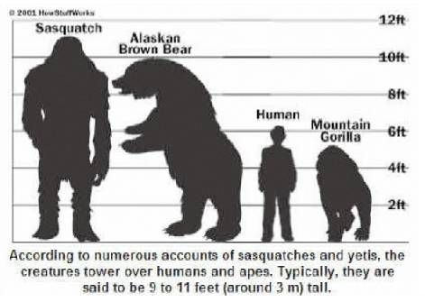 File:Sasquatch Height Chart.png