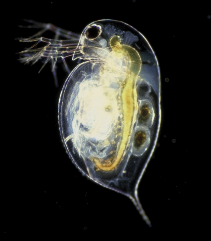 File:Daphnia pulex.png