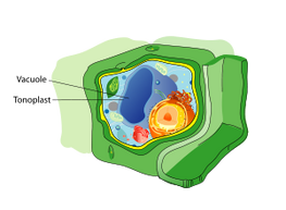 300px-Plant cell structure svg vacuole.svg