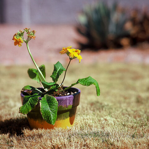 File:Just another potted plant.jpg