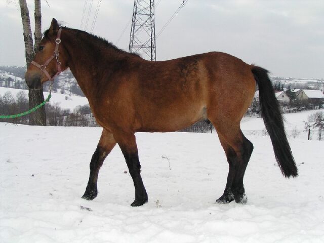 Plik:Koń-hucuł.jpg