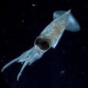 Squid