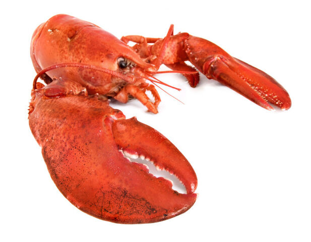 File:IStock 000005271233Small 1024x1024.jpg