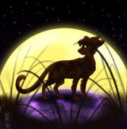 Cool catt