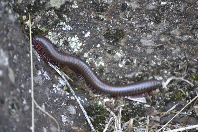 Archivo:006-centipede.jpg