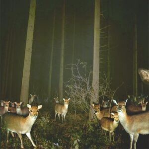 Deer.jpg