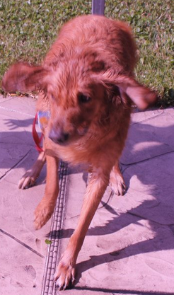 DOG (1)