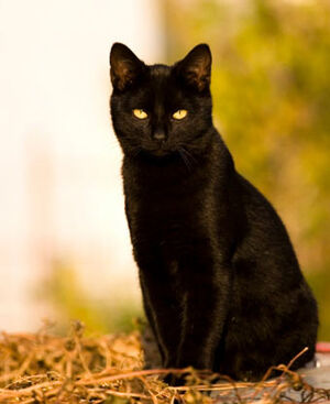 Gato-negro