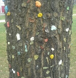 Árbol-de-chicle