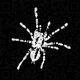 Regalis.jpg
