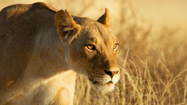 File:Lion face lioness grass ultra 3840x2160 hd-wallpaper-54019.jpg
