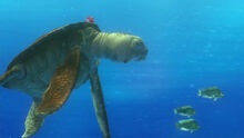 Finding-nemo-disneyscreencaps.com-6017