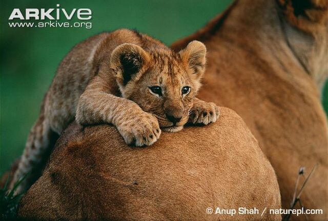 File:African-lion-cub-lying-on-females-back.jpg