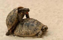 Turtle-sex