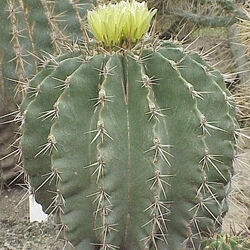 Barrelcactus