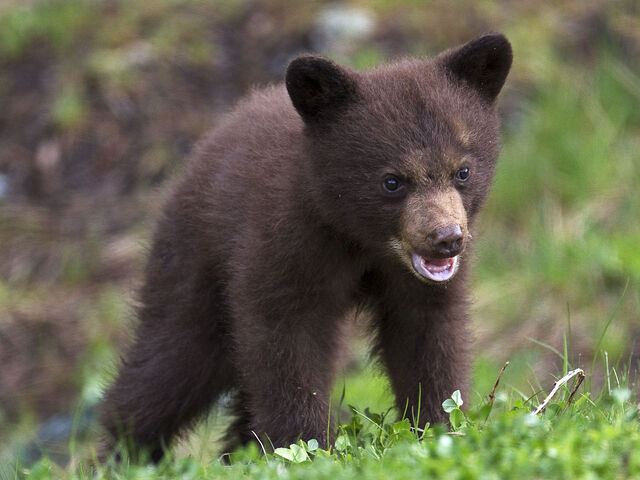 File:103 1r20100521 blackbear 0125.jpg