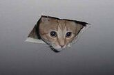 Ceiling cat