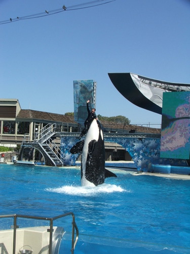 070306shamudiver