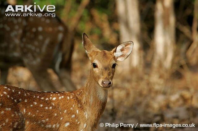 File:Alert-female-chital.jpg