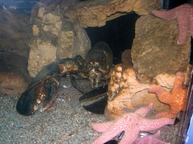 File:2877079278 a91562e47e o.jpg