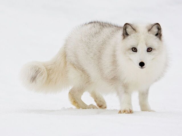 File:ArcticFox.jpg