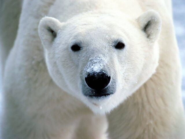 File:Polar bear.jpg