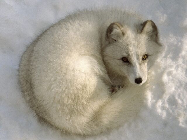 File:Animal-Fox-26810.jpg
