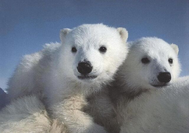 File:Polarbears2.jpg