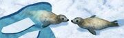 Seal Cove Seals