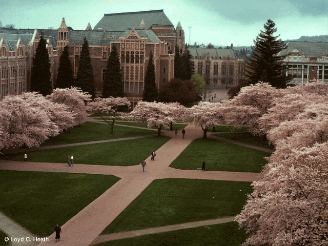 Plik:Blossoms4.gif