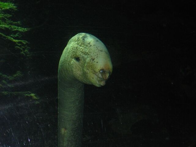 File:Plasmic-gramps.jpg