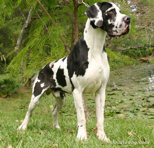 File:Great Dane.jpg