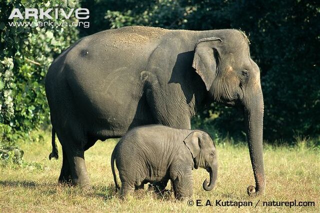 File:Indian Elephant.jpg
