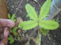 120px-TickleMe Plant GIF for banner
