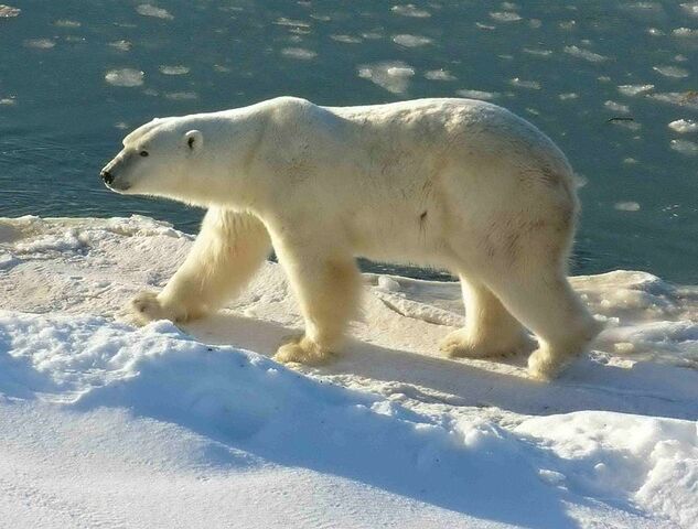 File:Polar Bear.jpg