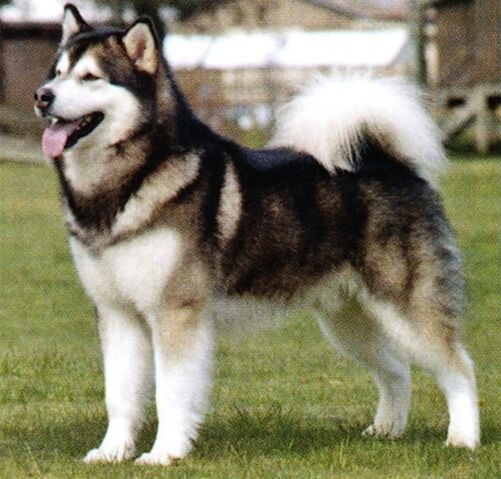 File:Alaskan Malamute.jpg