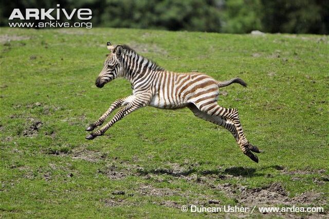 File:Zebras.jpg