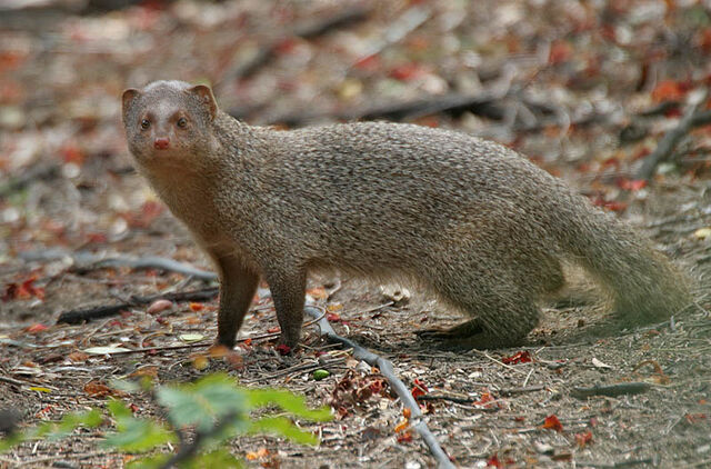 File:Mongoose.jpg