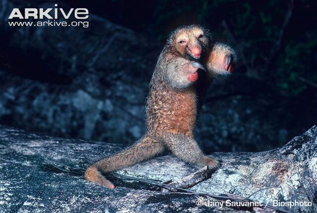 File:Defensive Silky Anteater.jpg