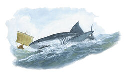 Megalodon.jpg