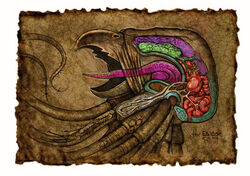 GrellAnatomy