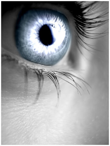 File:Silver Eye by Sugargrl14.jpg