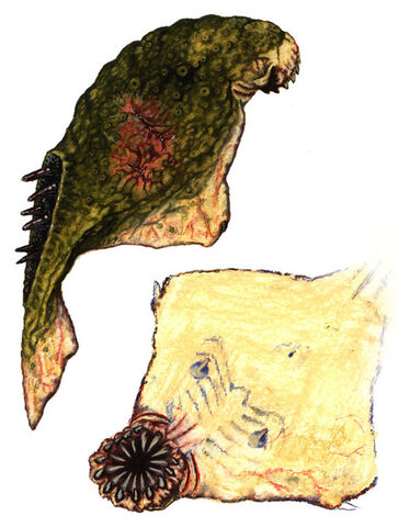 File:Dead fish.jpg