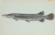 Alligator-gar-fish