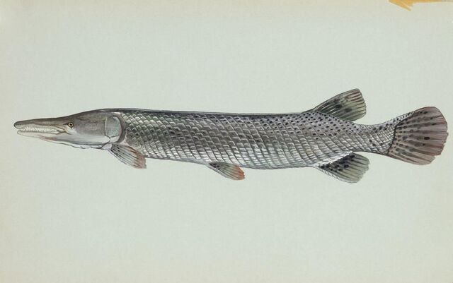 File:Alligator-gar-fish.jpg