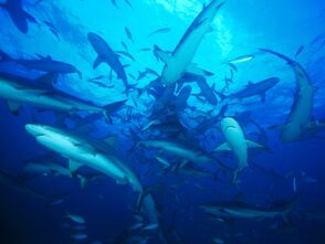 Feeding-frenzy-sharks